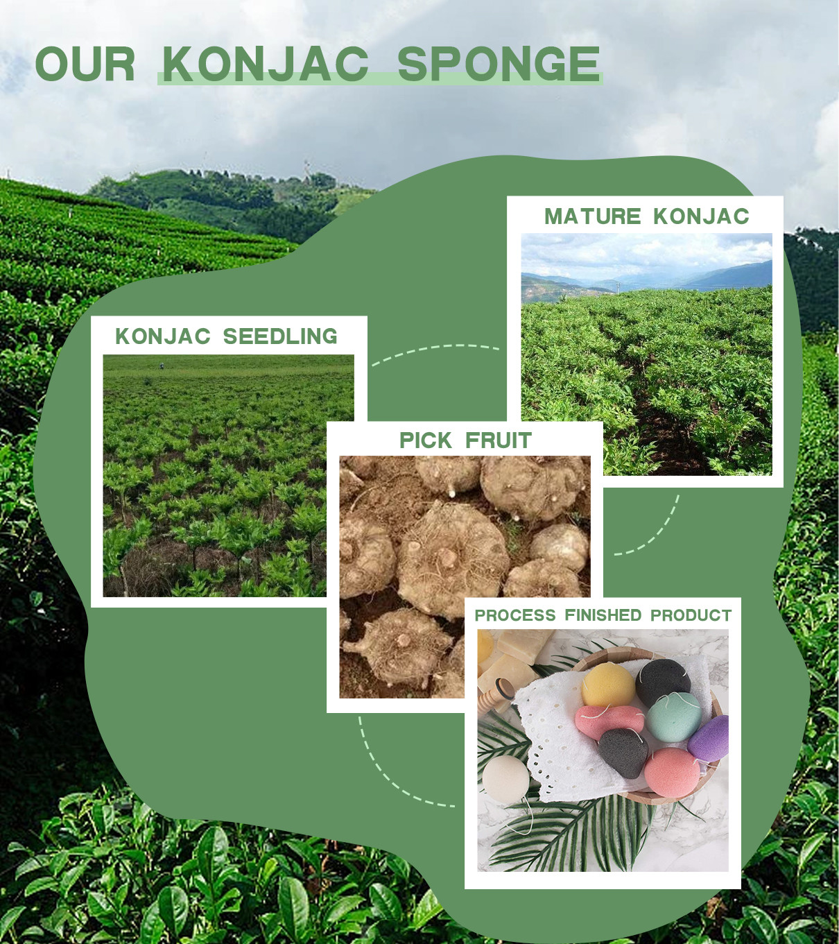 son şirket davası hakkında Konjac Süngerleri Konjac Bitkisinin Yumrularından Elde Edilir